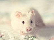 Cute and naughty pictures of white mice