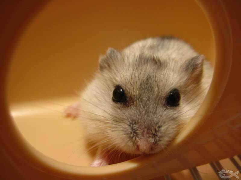 Picture of the anti-black pudding hamster with lively eyes