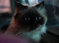 Pictures of cute and naughty Himalayan cats