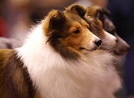 Pictures of Shetland Sheepdog puppies looking quiet and elegant