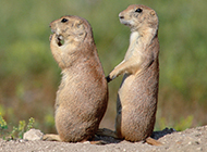Naughty and cute prairie dog pictures