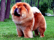 Cute pictures of chubby dog Chow Chow