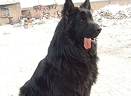 Picture of long-haired black bear dog playfully sticking out tongue in snow