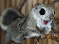 Cute pet flying squirrel pictures