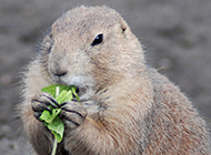 Naughty and greedy little gopher pictures