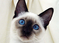 Purebred Siamese cat cute pictures wallpaper