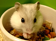 Home Pet Cute Hamster Pictures