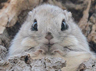 Super cute pictures of fat little flying squirrel