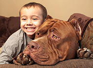 Large Pitbull Dog and Baby Pictures