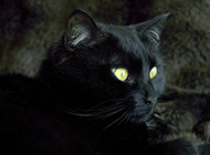 Bombay cat elegant and noble pictures