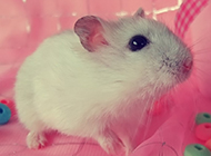 Cute pure white hamster pictures