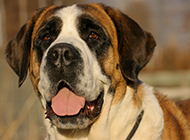 Pictures of adult Saint Bernard dogs with sincere eyes
