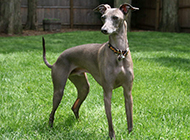 Greyhound dog pictures show handsome and healthy posture
