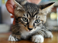 Cute little civet cat pictures