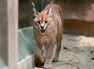 Caracal cat pictures walk with domineering and confident posture