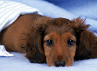 Pictures of purebred dachshunds with cute and naughty eyes