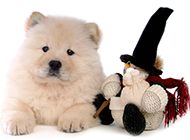 Cute photo pictures of 4-month-old Chow Chow