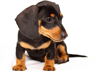 Tame and cute dachshund pictures