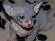 Pictures of Canadian Sphynx cat cubs are cute and small