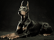 A complete collection of pictures of the largest Doberman Pinscher in artistic conception