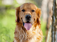 American golden retriever dog sticking out tongue and showing cute pictures