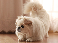 Elegant and docile Pekingese dog pictures