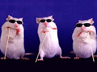 Funny creative photo pictures of white mice