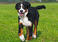 Picture of little Bernese mountain dog playing happily