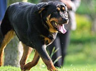 Pictures of adult Rottweiler dogs with calm and handsome posture