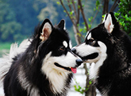 Sled dog dog kiss picture wallpaper