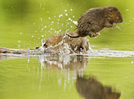 Cute pictures of field mice jumping into the water