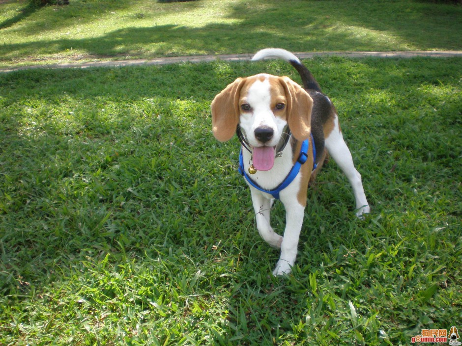 Happy and lively beagle pictures