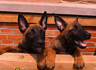 A collection of naughty pictures of Malinois puppies