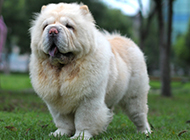 Pictures of strong and powerful adult Chow Chow dogs