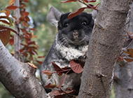 Picture of chinchilla resting on tree