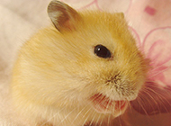 A collection of super cute pictures of cute pudding hamsters