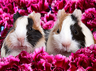 A collection of pictures of pet guinea pigs among flowers