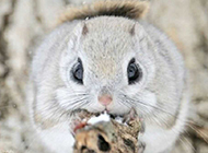 Picture of round animal Japanese flying squirrel