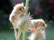 Naughty and cute hazel dormouse pictures