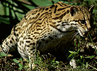 Appreciation of photography pictures of wild leopard cats in Guangxi, China