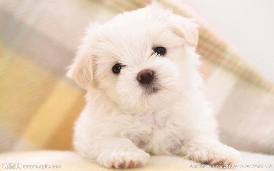 Cute pictures of young purebred Bichon Frize dogs