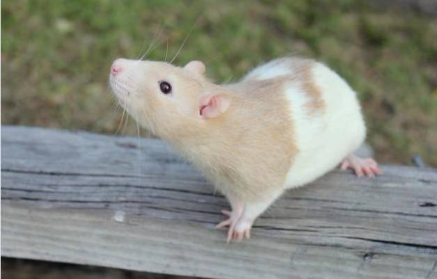 Pictures of docile and naughty flying elephant-eared rat