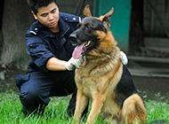 German Shepherd loyal police dog picture