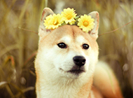 The most beautiful Japanese Akita dog aesthetic pictures wallpaper