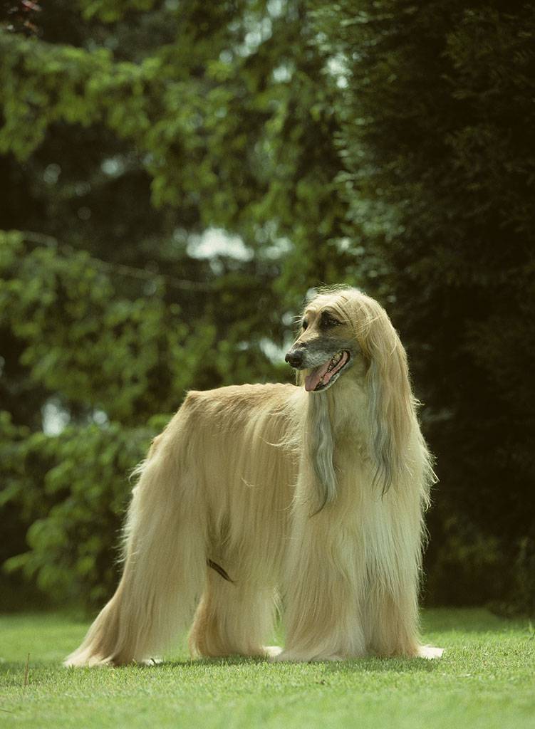Afghan Hound Beautiful Appearance Pictures