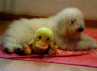 Pictures of cute and quiet Komondor dogs