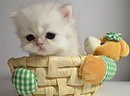Cute pictures of white purebred Persian cats