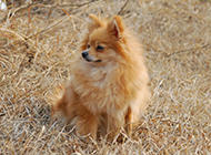 Brown fox dog confident and elegant picture