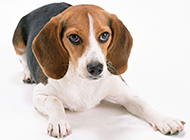 Cute beagle dog pictures