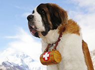 Pictures of excellent and loyal short-haired Saint Bernard dogs